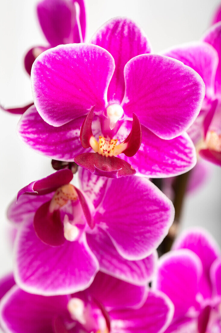 Phalaenopsis 'Table Dance'®