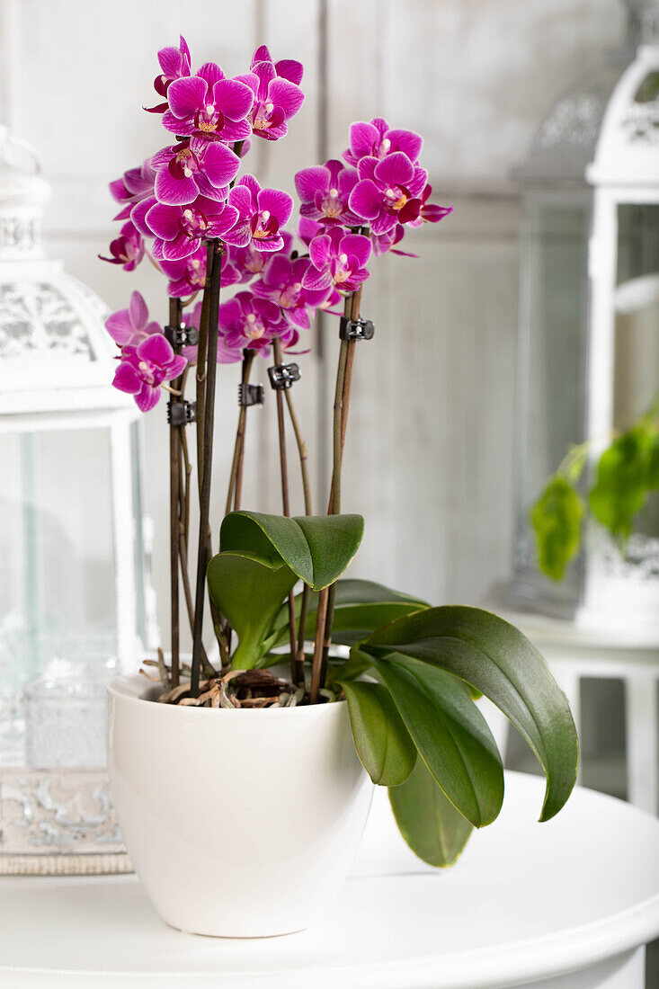 Phalaenopsis 'Table Dance'®