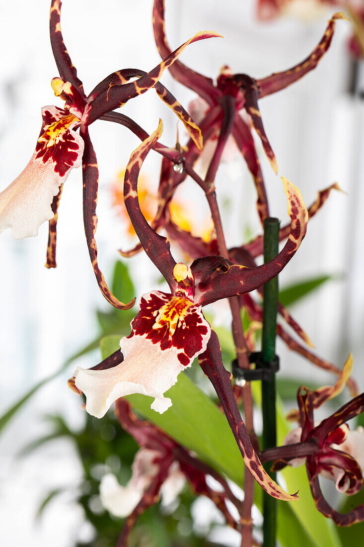 Brassia 'Shelob Tolkien'