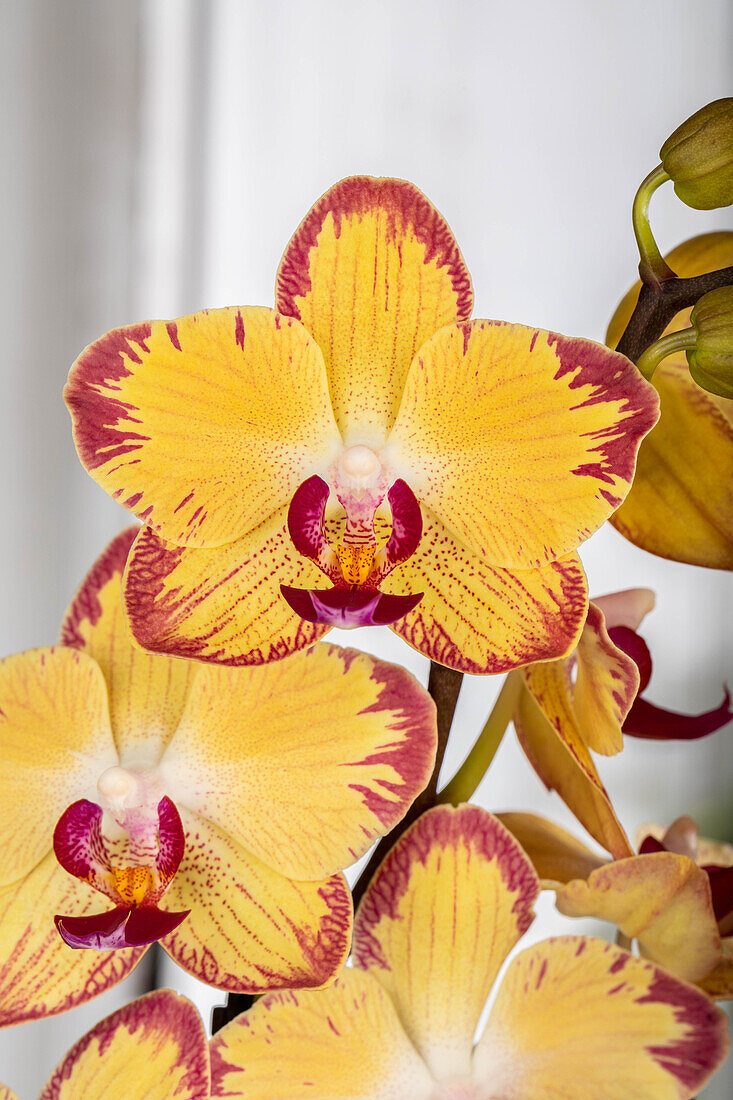 Phalaenopsis 'Papagayo'