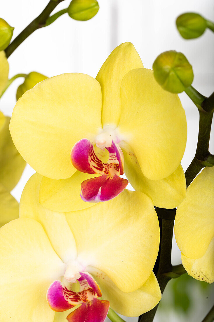 Phalaenopsis 'Miraflore'