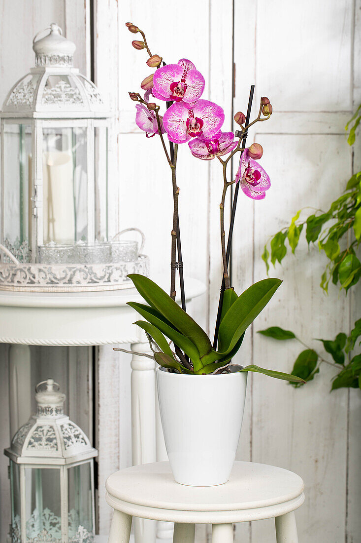 Phalaenopsis 'Melody'