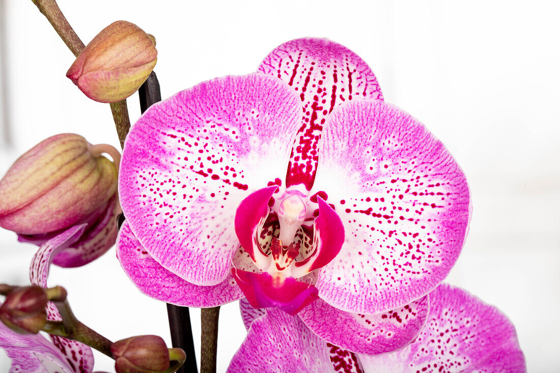 Phalaenopsis 'Melody'