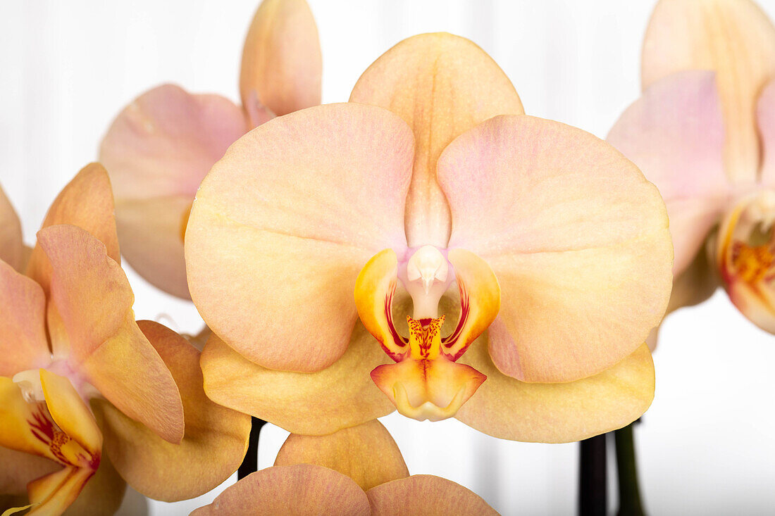 Phalaenopsis 'Karina'