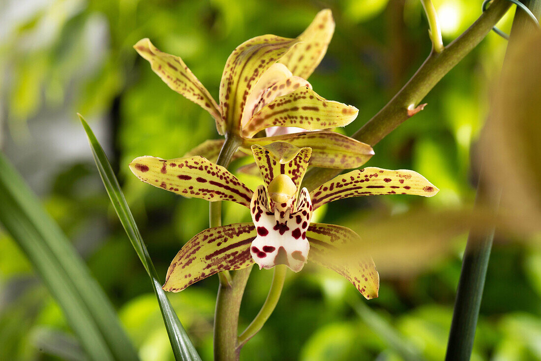 Cymbidium 'Magic Chocolate'