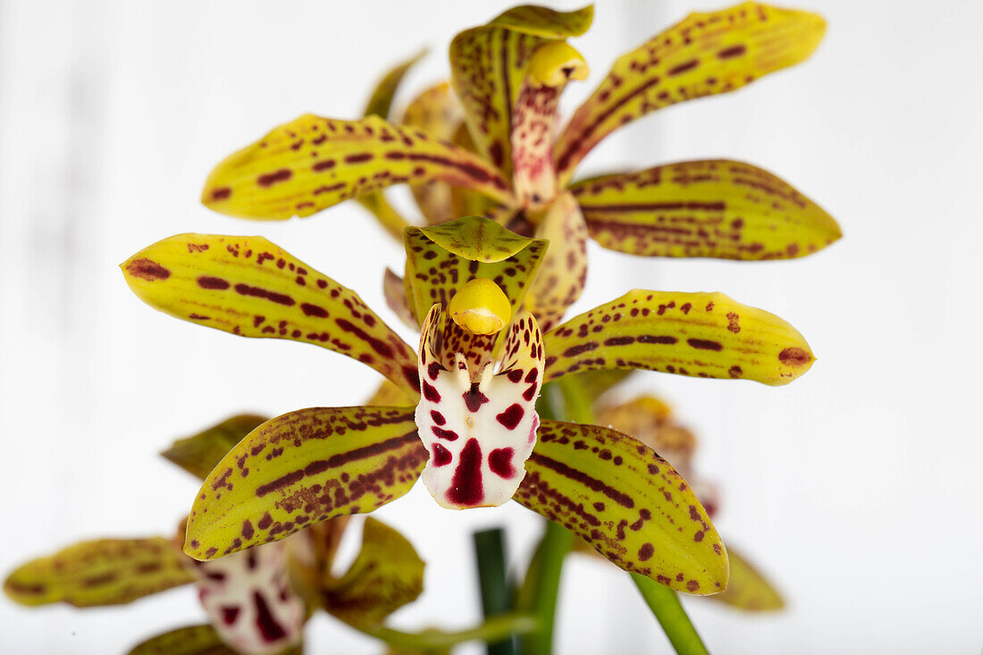 Cymbidium 'Magic Chocolate'