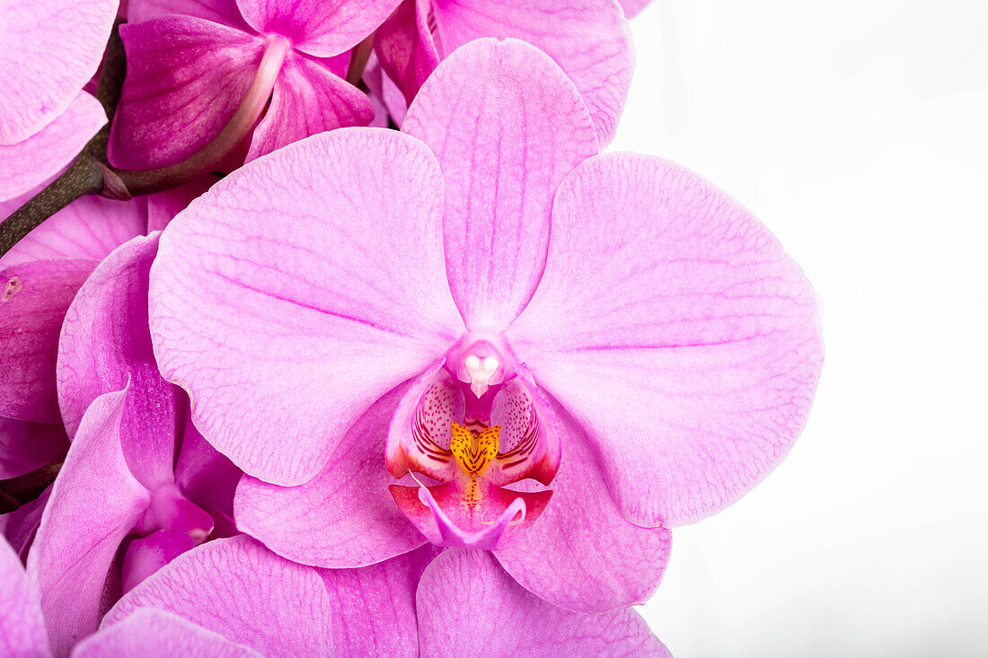 Phalaenopsis, rosa