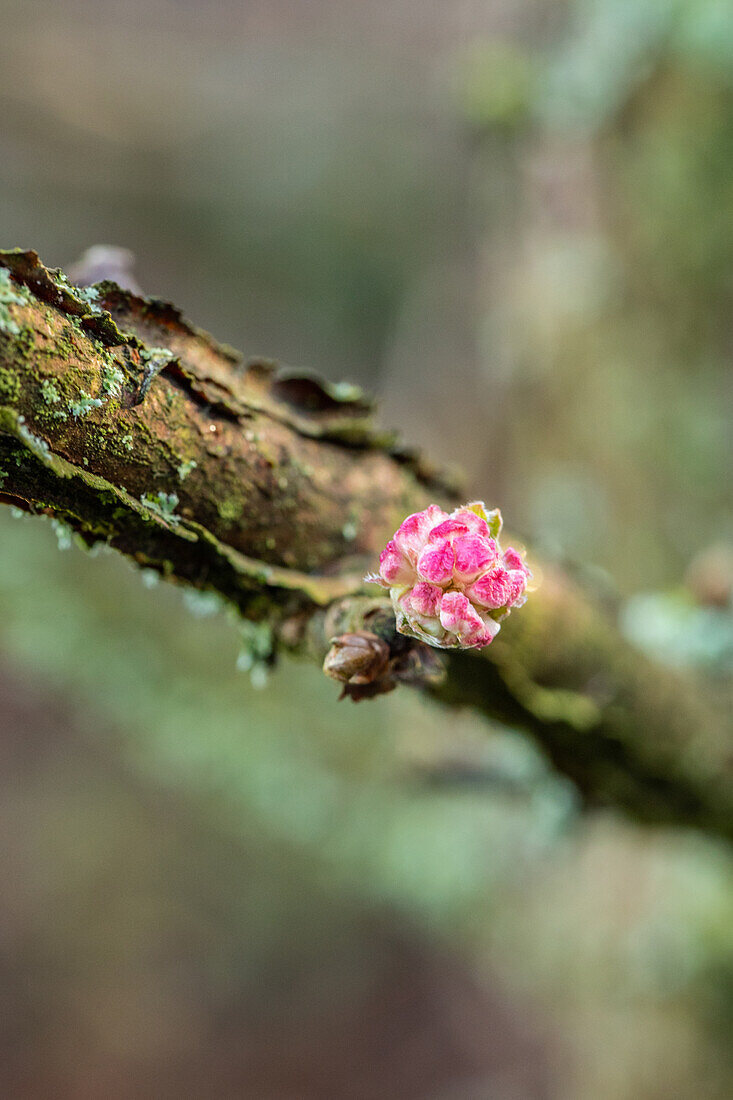 Viburnum x bodnantense 'Deben'