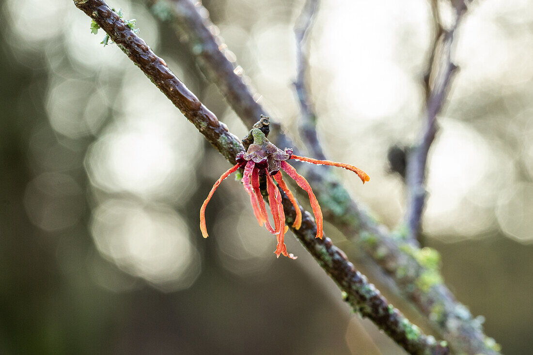 Hamamelis x intermedia 'Jelena'