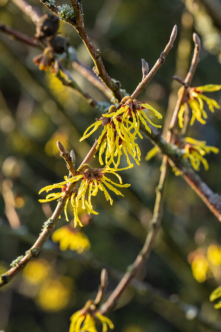 Hamamelis x intermedia 'Arnold Promise'