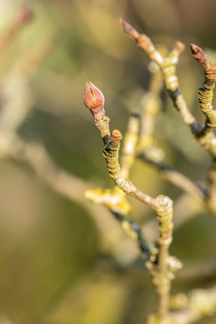 Cornus kousa chinensis 'Wieting´s Select'