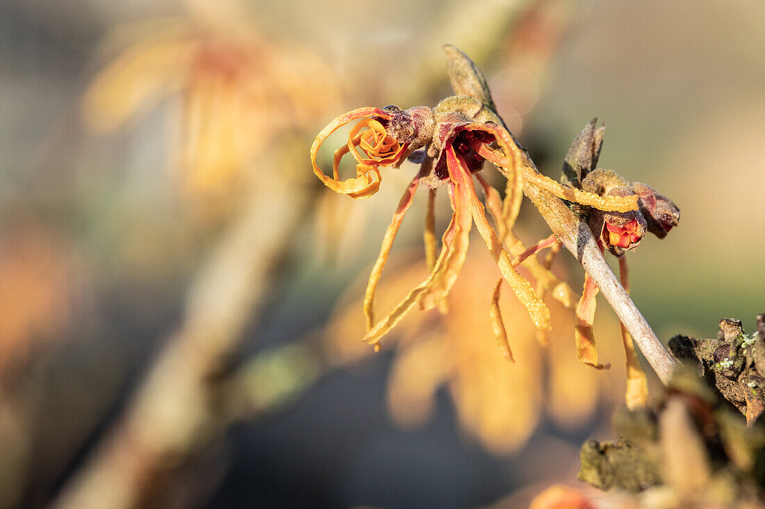 Hamamelis x intermedia 'Aurora'