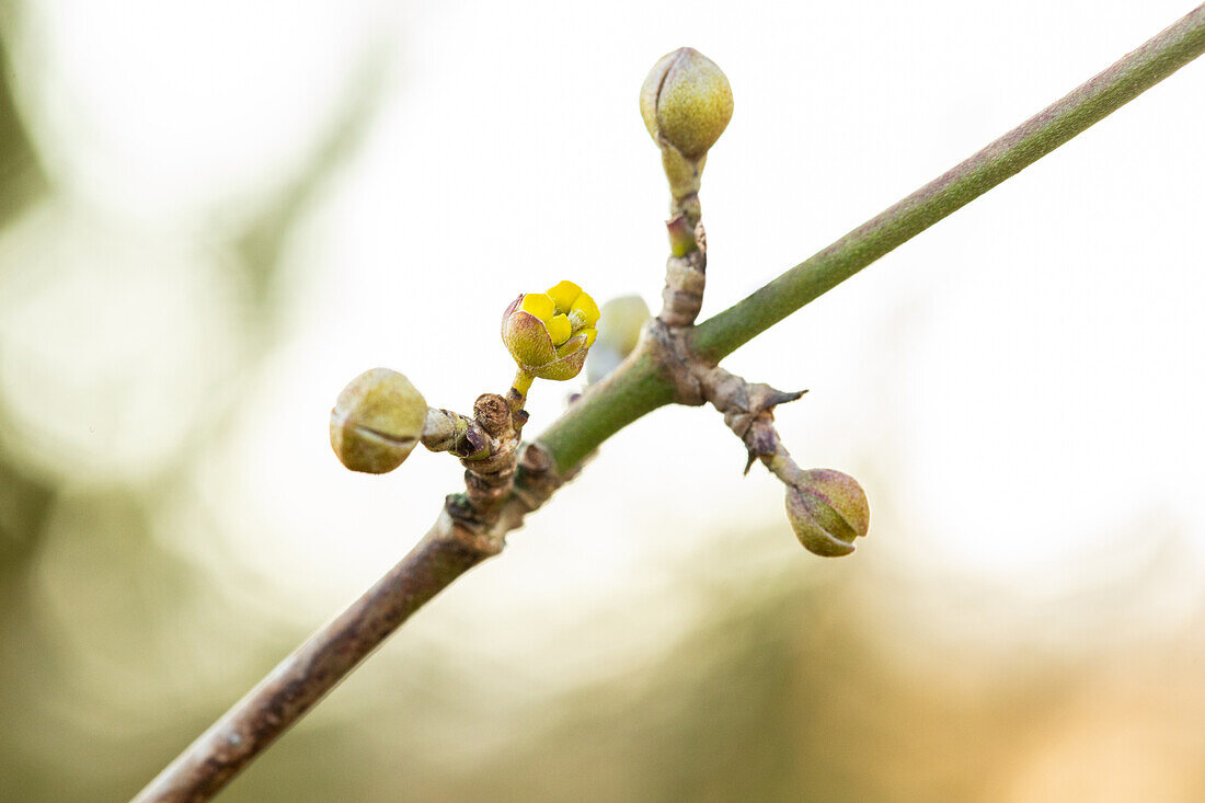 Cornus mas 'Golden Glory'