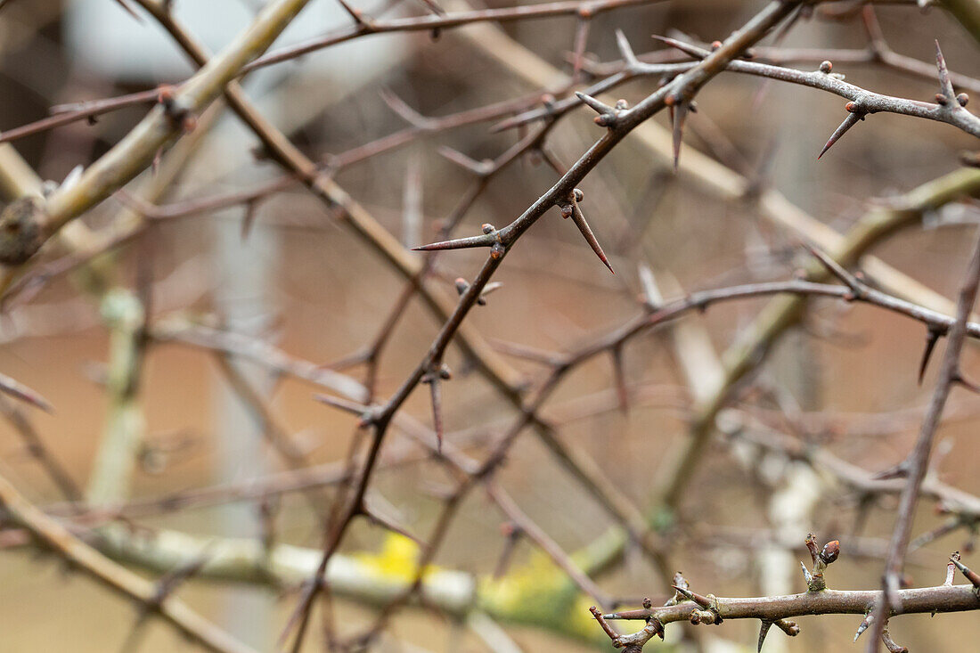 Crataegus laevigata