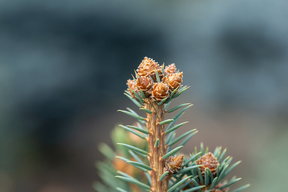 Picea pungens 'Glauca'