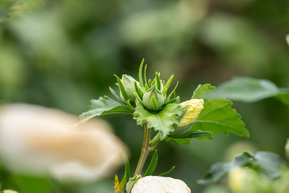 Hibiscus syriacus