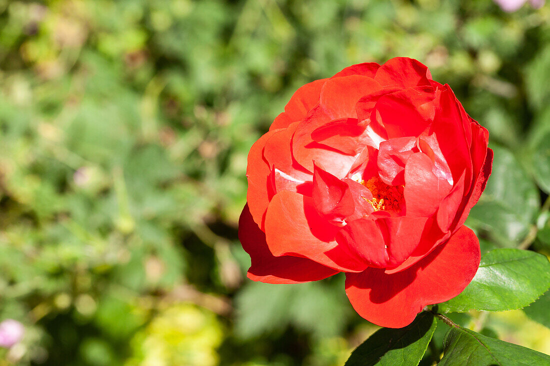 Bedding rose, red