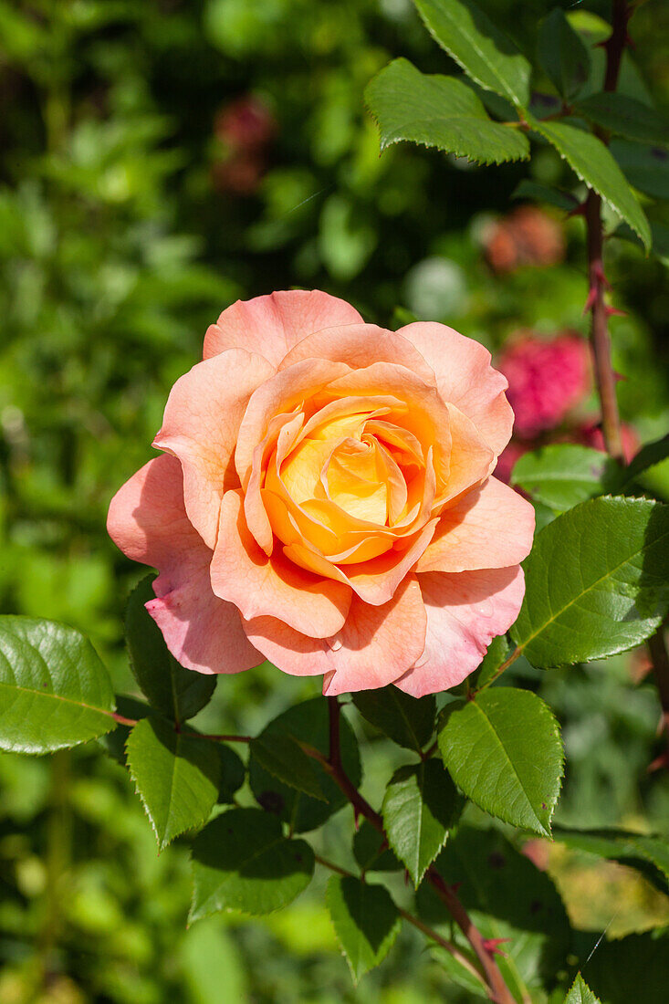 Rose, apricot