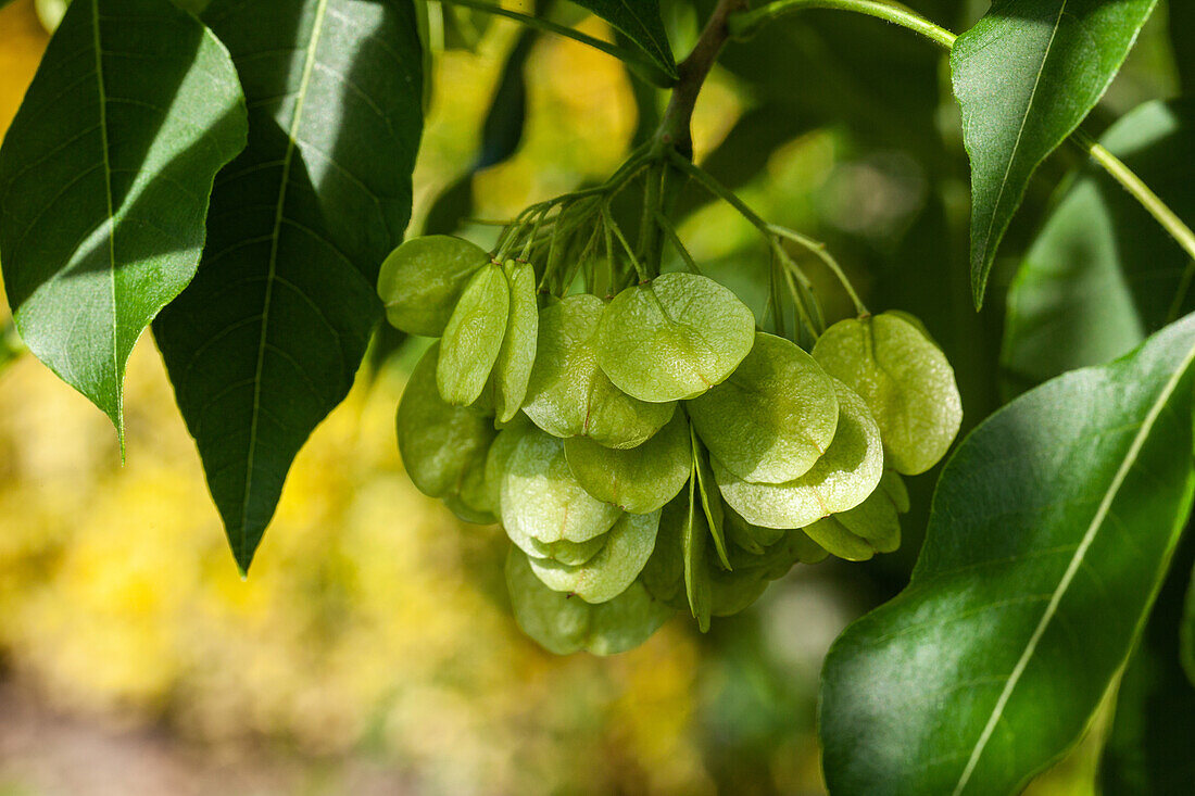 Ptelea trifoliata