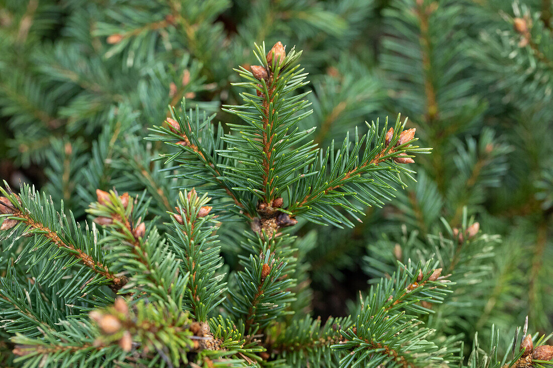 Picea abies 'Dippenhall'