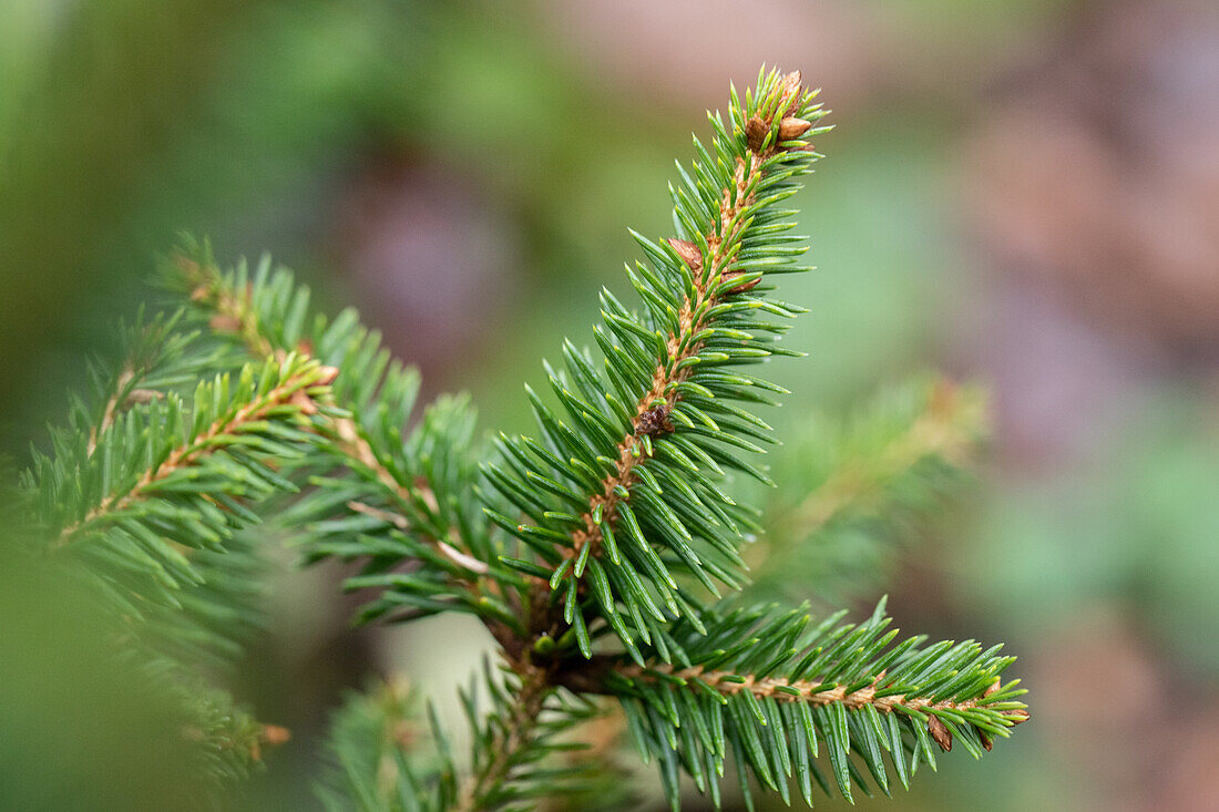 Picea abies 'Remonti'