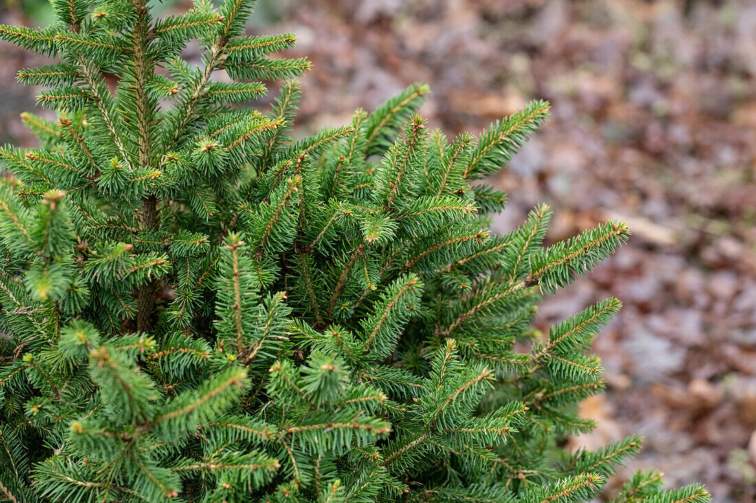 Picea abies 'Remonti'