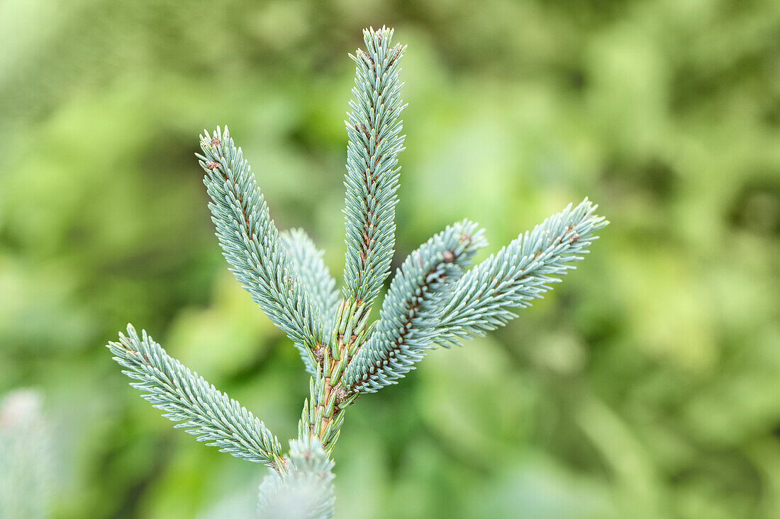 Picea glauca 'Coerulea'