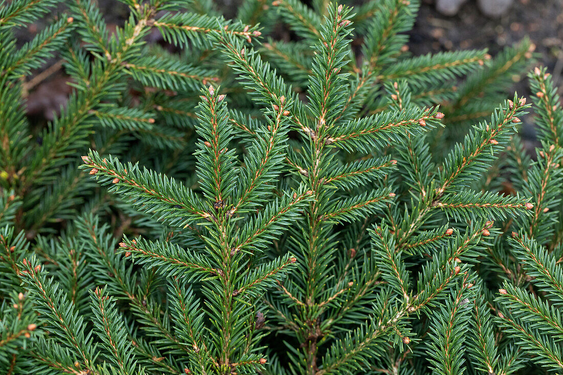 Picea abies 'Procumbens'