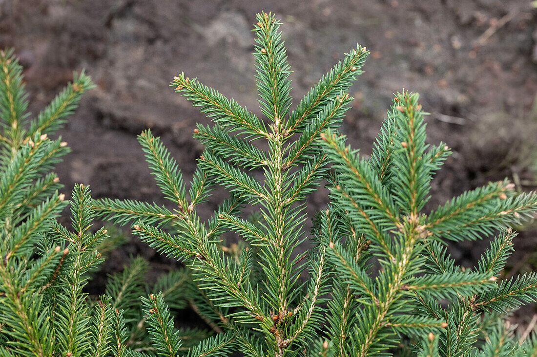 Picea abies 'Repens'