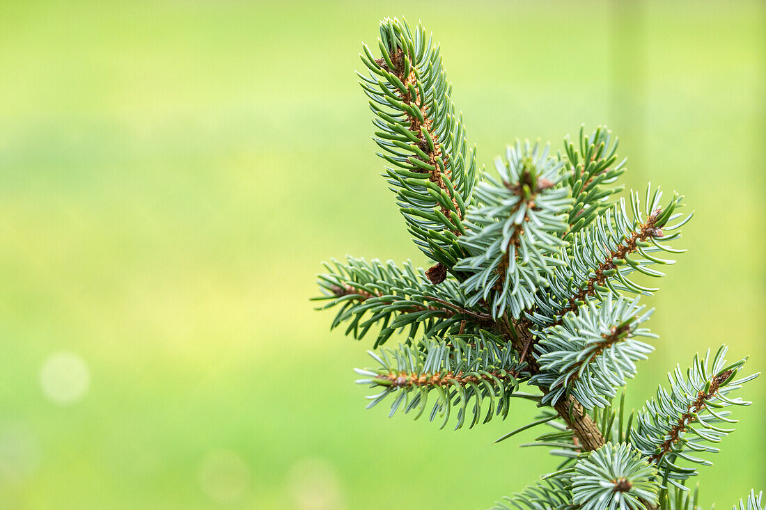 Picea omorika 'Silver blue'