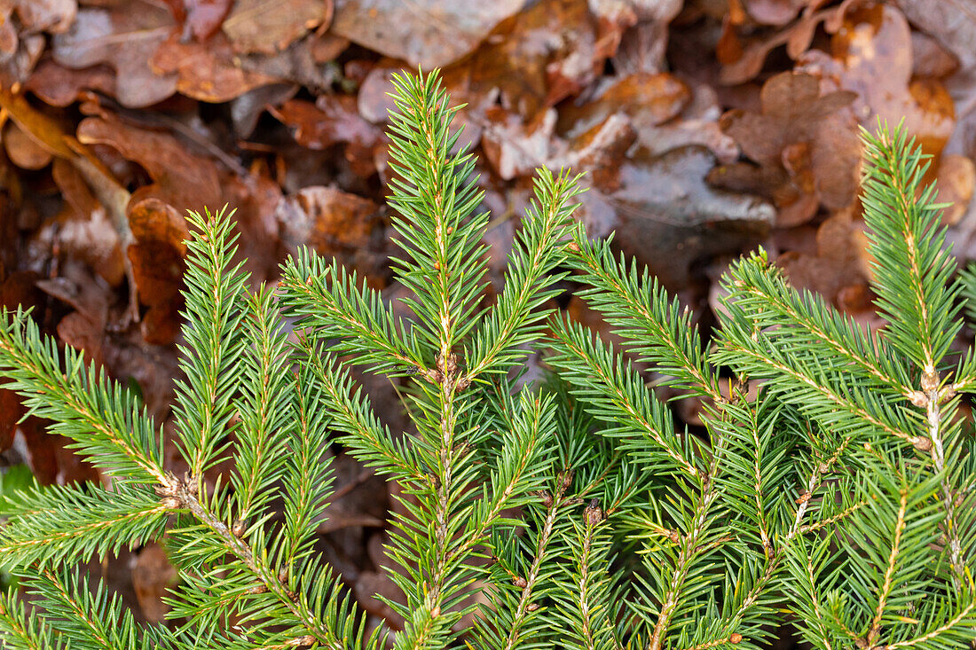 Picea abies 'Tabuliformis'