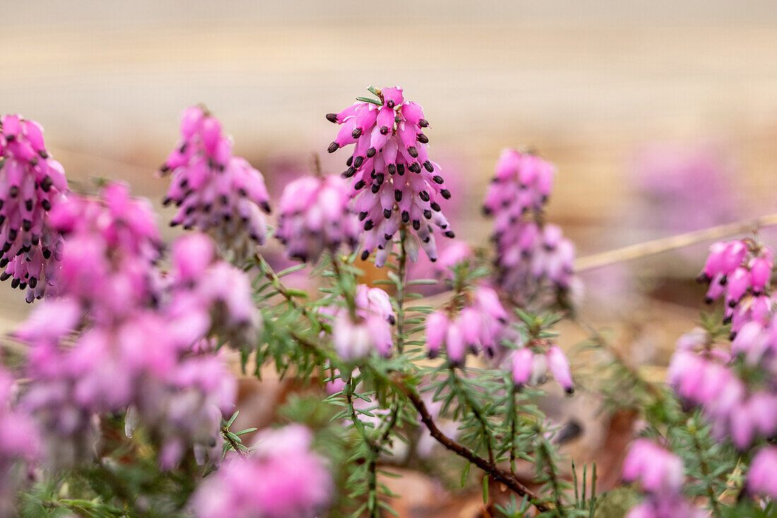 Erica carnea 'Winterfreude'