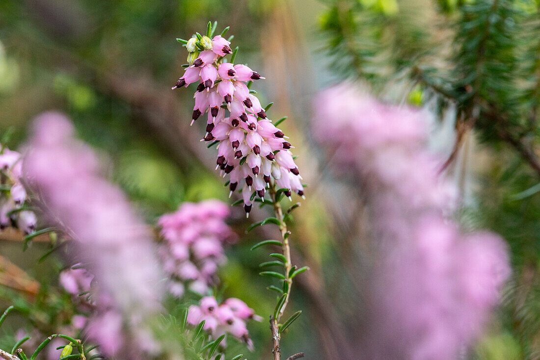 Erica darleyensis 'Winter Surprise'