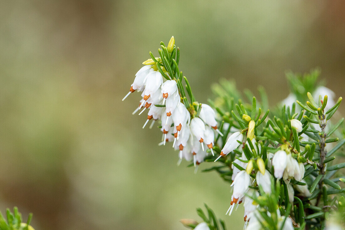 Erica darleyensis, white