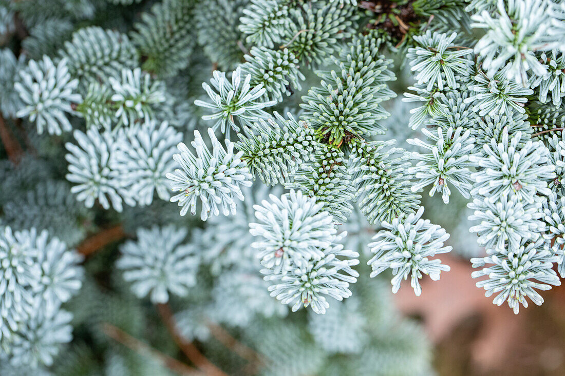 Abies procera 'Blue Witch'