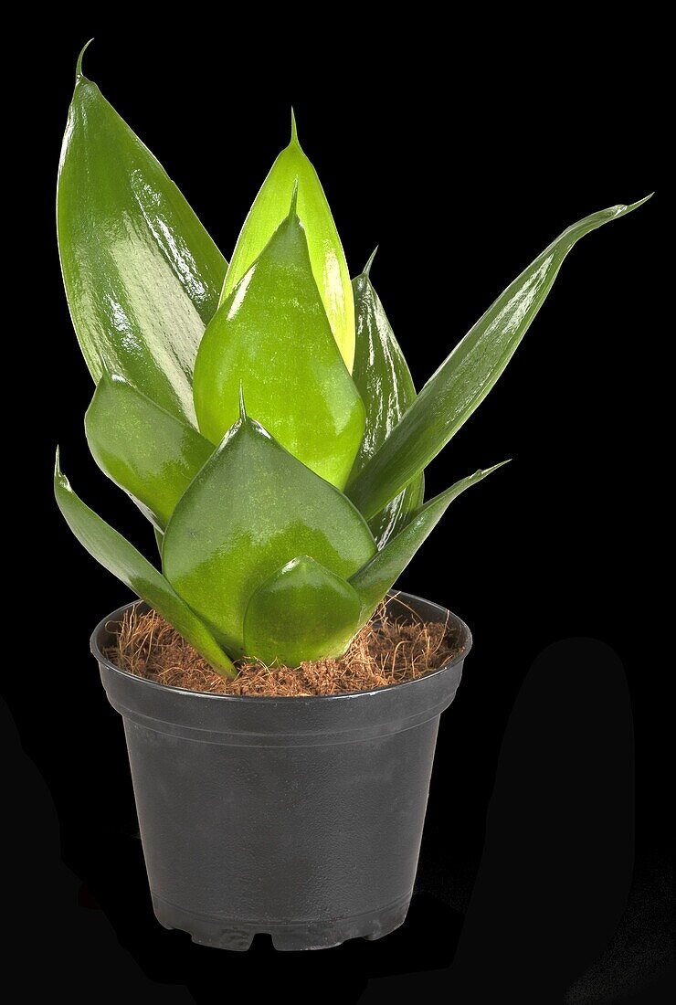 Sansevieria trifasciata 'Black Hahnii'