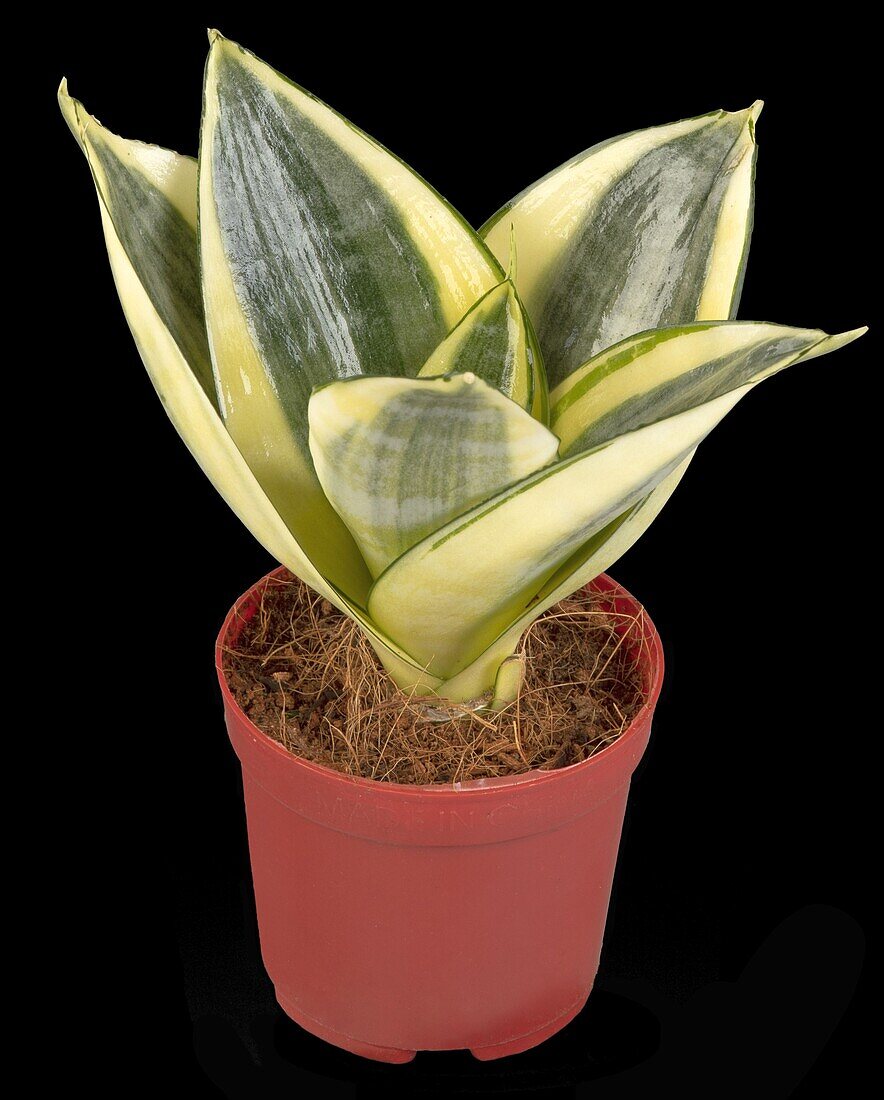 Sansevieria trifasciata 'Golden Hahnii'