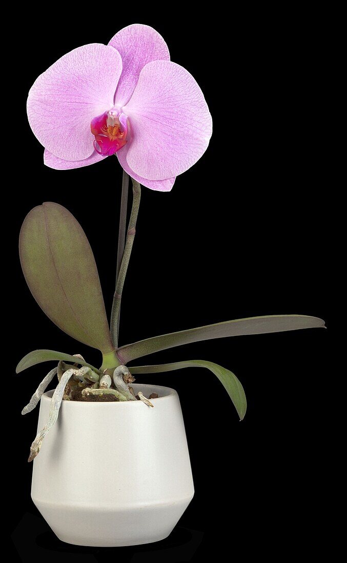 Phalaenopsis 'Singolo'®, pink