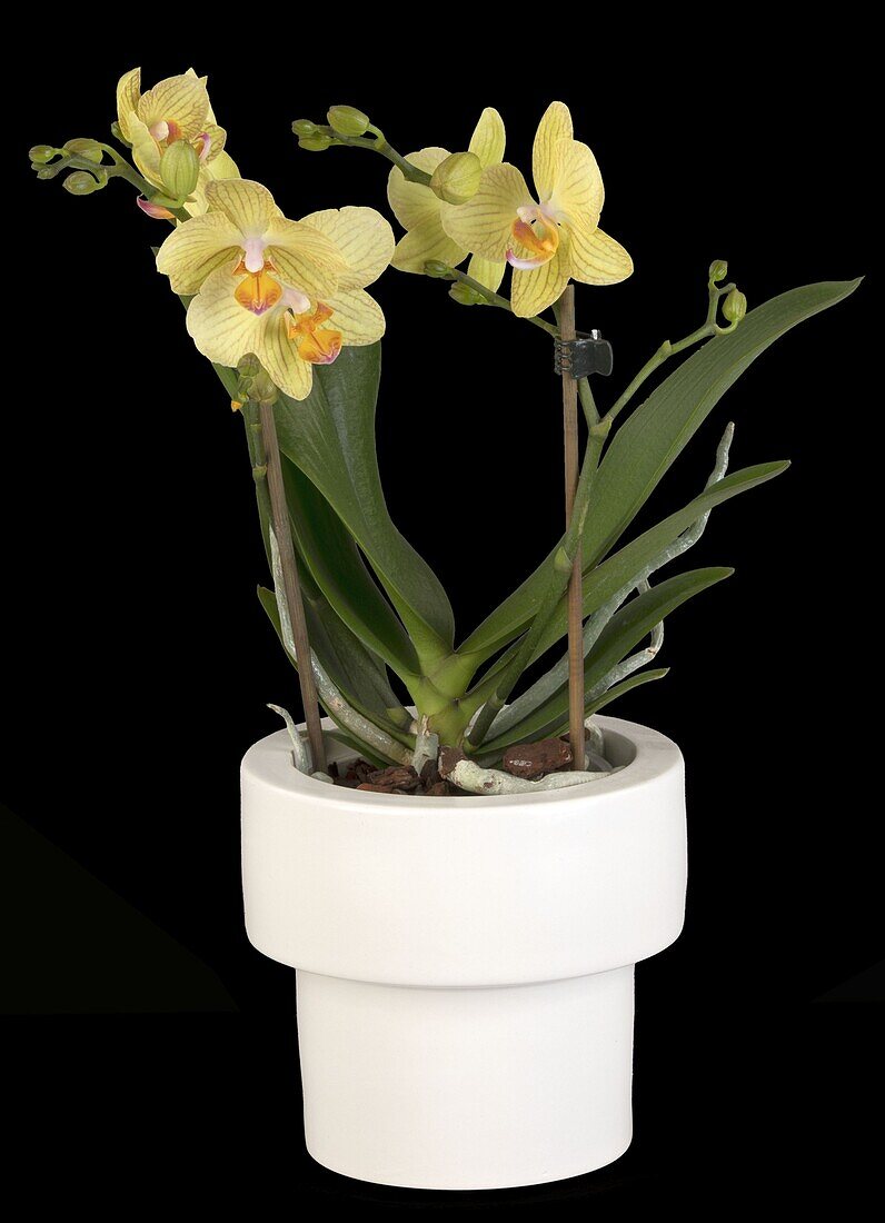 Phalaenopsis Midi, light yellow