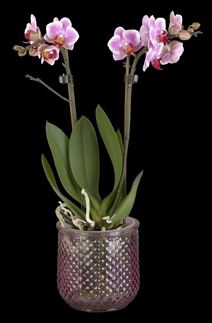 Phalaenopsis Midi, bicoloured