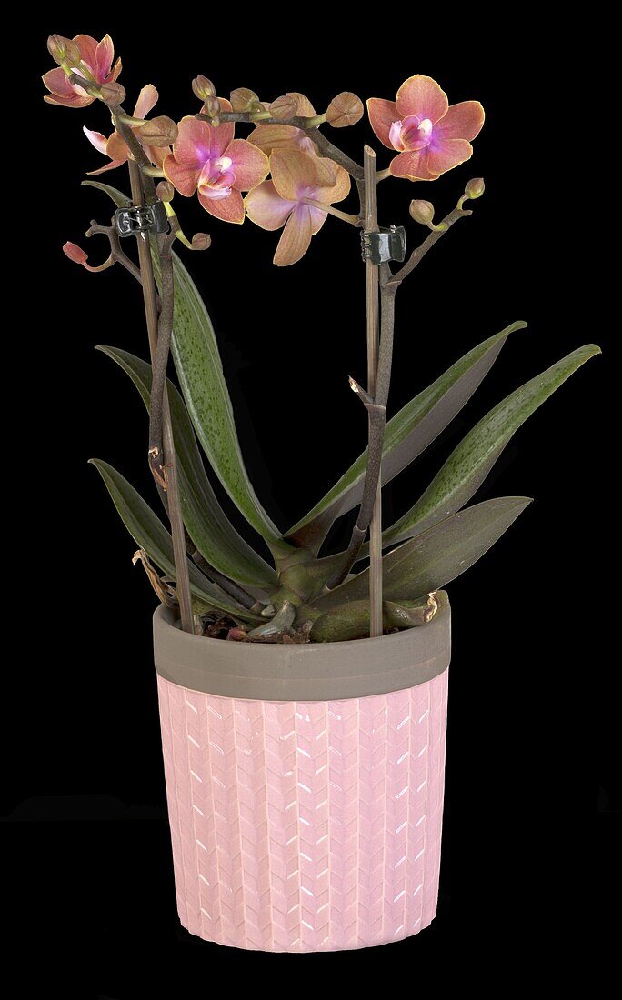 Phalaenopsis Midi, zweifarbig