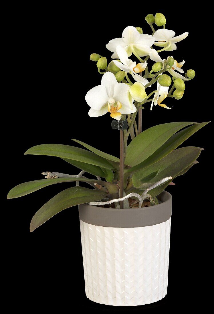 Phalaenopsis Midi, white