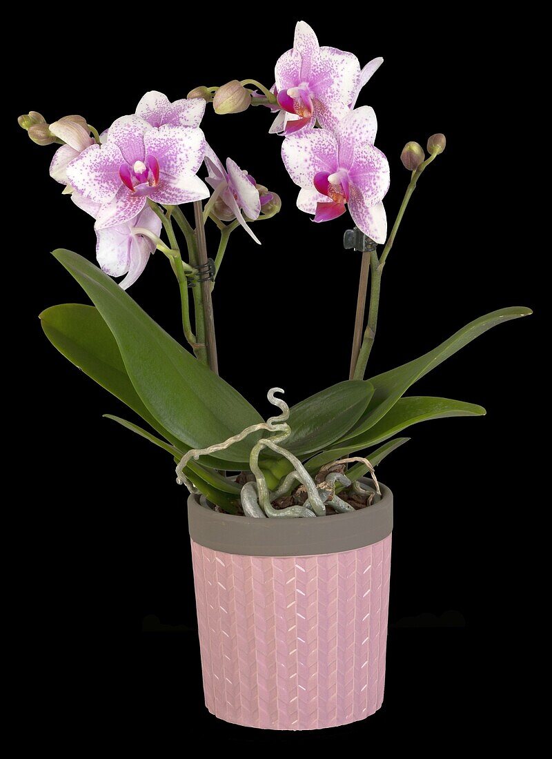 Phalaenopsis Midi, bicoloured