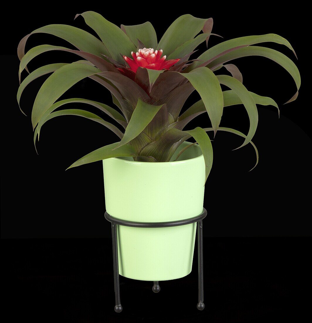 Guzmania 'Hope'