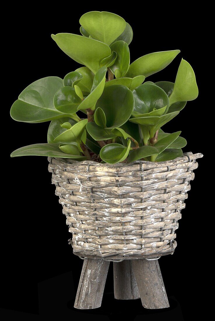 Peperomia obtusifolia