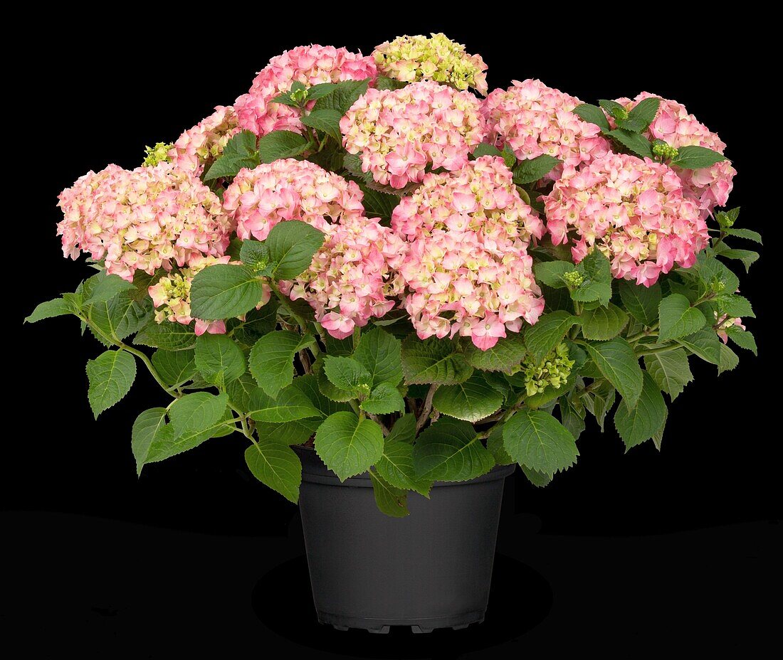 Hydrangea macrophylla, red