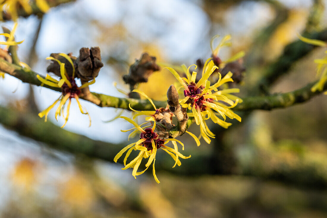 Hamamelis x intermedia 'Westerstede'