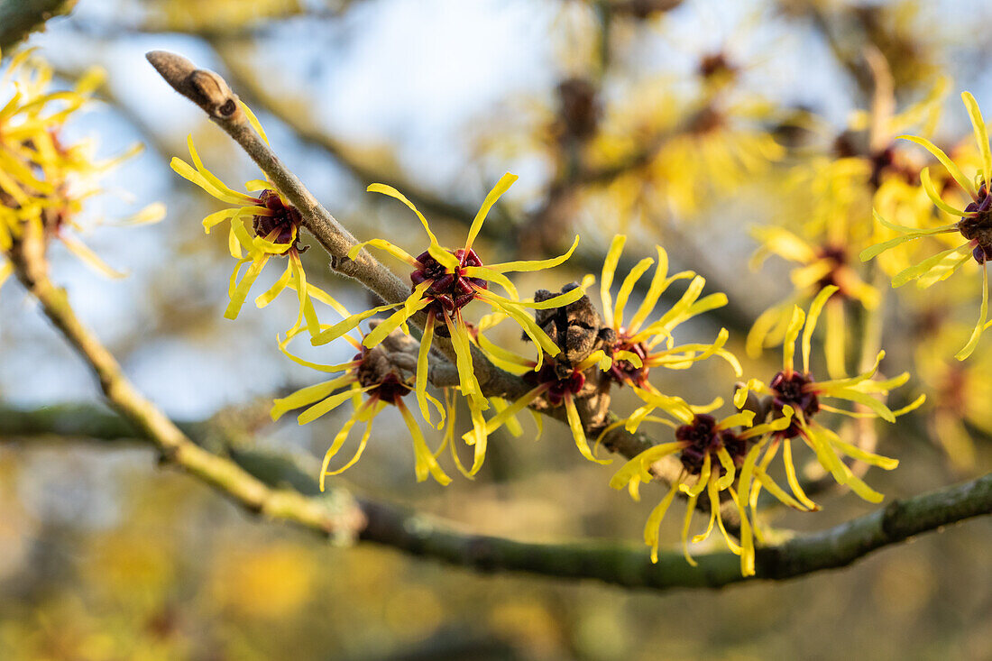 Hamamelis x intermedia 'Westerstede'