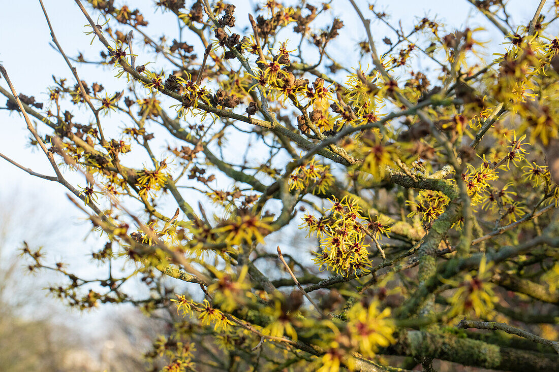 Hamamelis x intermedia 'Westerstede'