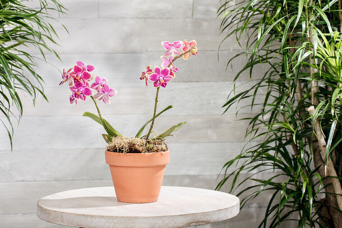 Phalaenopsis Midi